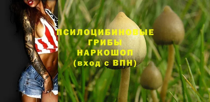 закладки  Починок  Галлюциногенные грибы Cubensis 